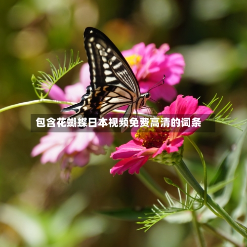 包含花蝴蝶日本视频免费高清的词条