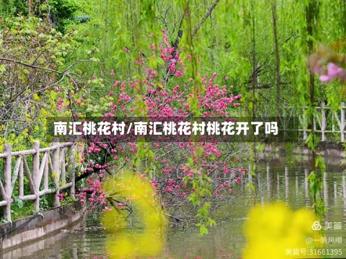 南汇桃花村/南汇桃花村桃花开了吗