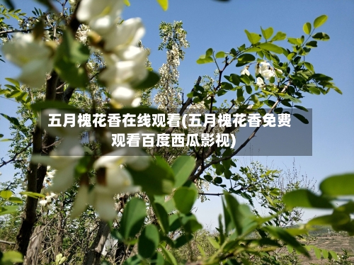 五月槐花香在线观看(五月槐花香免费观看百度西瓜影视)