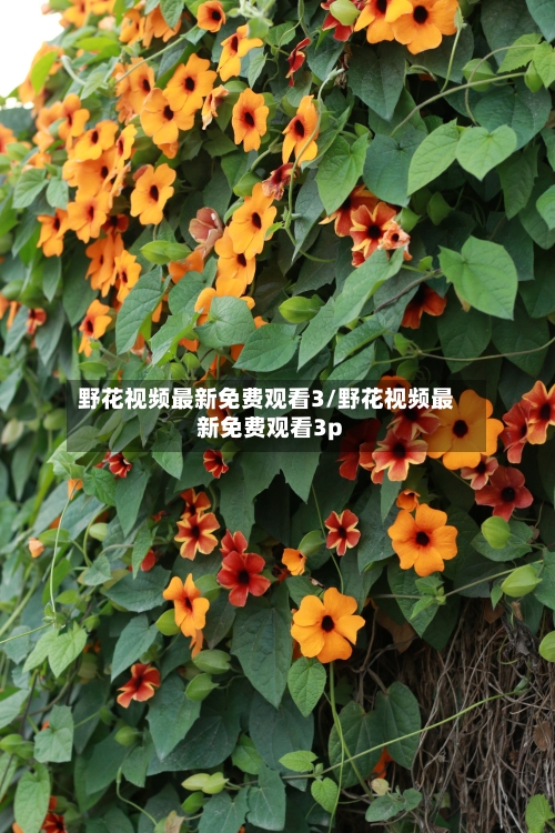 野花视频最新免费观看3/野花视频最新免费观看3p