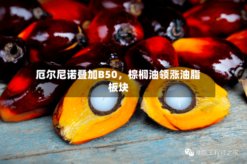 厄尔尼诺叠加B50，棕榈油领涨油脂板块-第3张图片