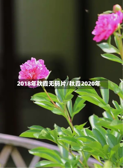 2018年秋霞无码片/秋霞2020年-第1张图片