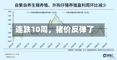 连跌10周，猪价反弹了-第1张图片