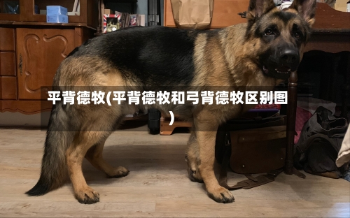 平背德牧(平背德牧和弓背德牧区别图)