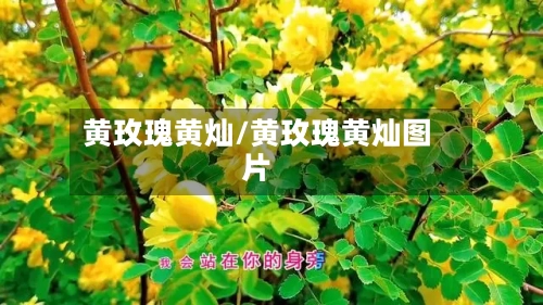 黄玫瑰黄灿/黄玫瑰黄灿图片-第2张图片