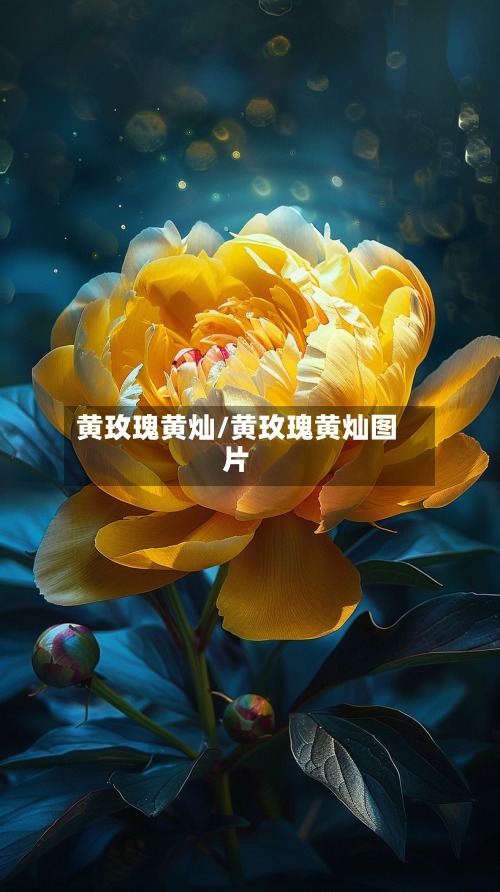 黄玫瑰黄灿/黄玫瑰黄灿图片-第3张图片