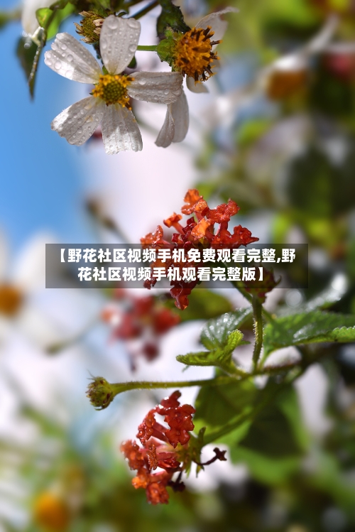 【野花社区视频手机免费观看完整,野花社区视频手机观看完整版】