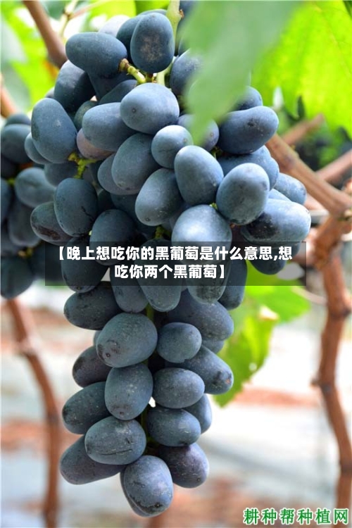 【晚上想吃你的黑葡萄是什么意思,想吃你两个黑葡萄】-第3张图片