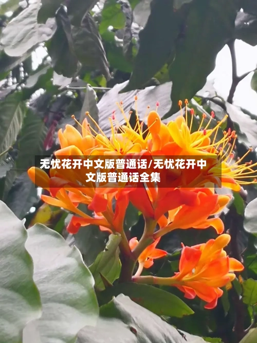 无忧花开中文版普通话/无忧花开中文版普通话全集-第1张图片