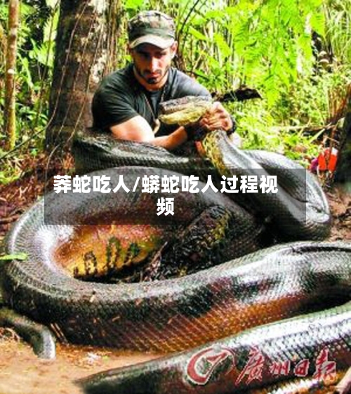 莽蛇吃人/蟒蛇吃人过程视频