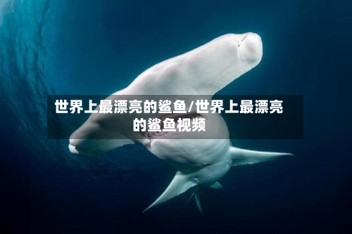世界上最漂亮的鲨鱼/世界上最漂亮的鲨鱼视频-第2张图片