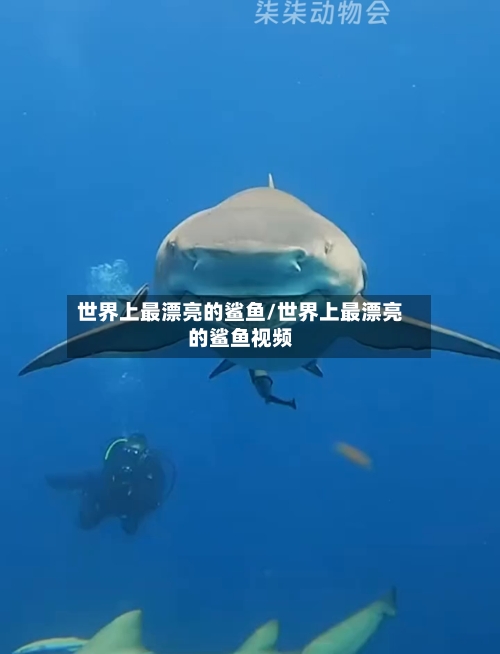 世界上最漂亮的鲨鱼/世界上最漂亮的鲨鱼视频
