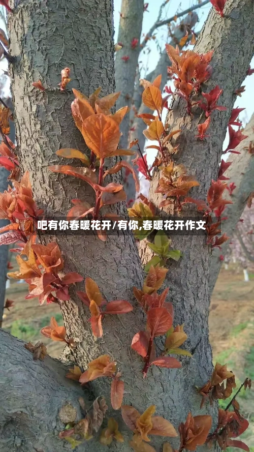 吧有你春暖花开/有你,春暖花开作文-第2张图片