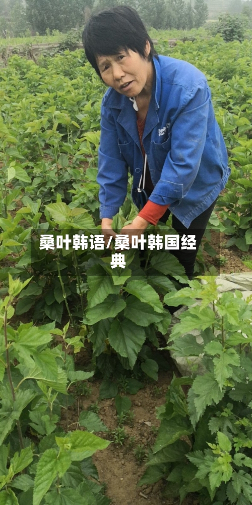 桑叶韩语/桑叶韩国经典